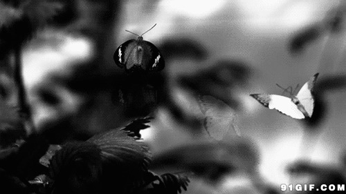 蝴蝶起舞黑白图片