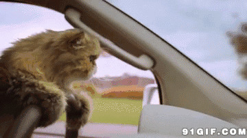 猫猫开汽车搞笑图片