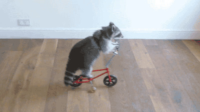 踩自行车的小狐狸搞笑图片:狐狸,骑车