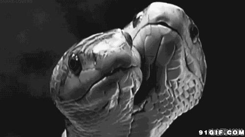 双头蛇黑白图片:双头蛇,蛇