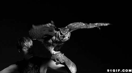 煽动翅膀的猫头鹰动态图片:猫头鹰