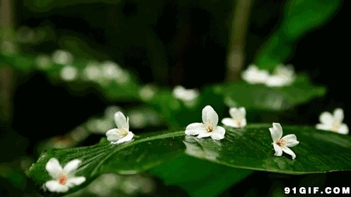 绿叶上的小白花唯美图片:绿叶,小花,花朵,树叶