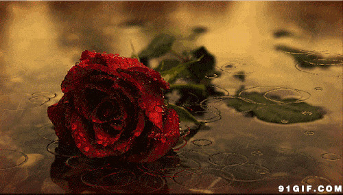 雨中跌落的玫瑰唯美图片