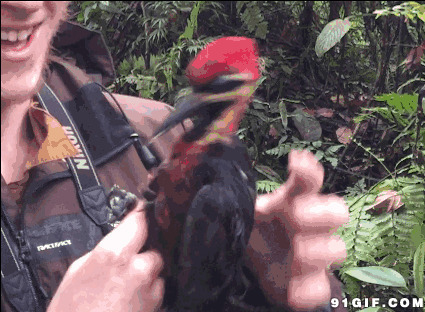 搞笑的啄木鸟动态图片:啄木鸟