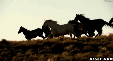 野马草原奔跑图片:野马,奔马,骏马