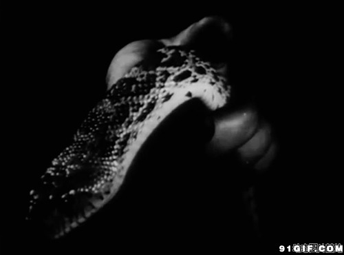 蟒蛇黑白图片