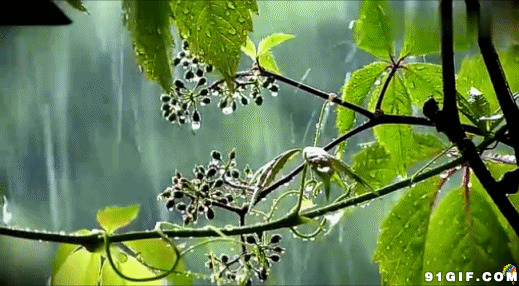 风雨中枝头绿叶图片:下雨,绿叶,雨水