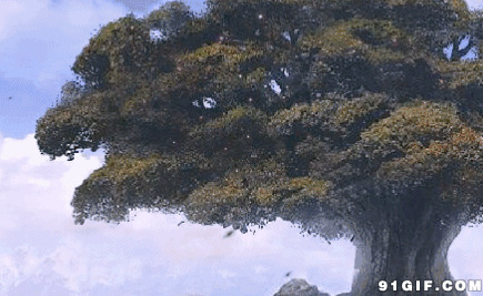 参天大树唯美动态图片:大树,飞鸟