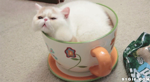 水杯里的淘气猫猫视频图片
