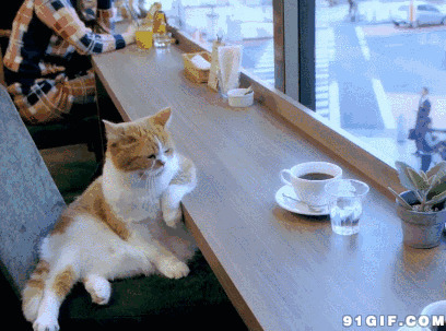 猫猫喝咖啡动态图片:猫猫