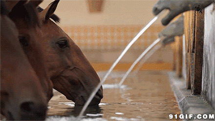 马儿喝水动态图片:马儿,喝水