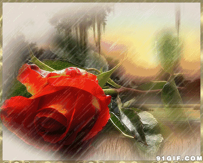 雨中的玫瑰唯美动漫图片:玫瑰,唯美