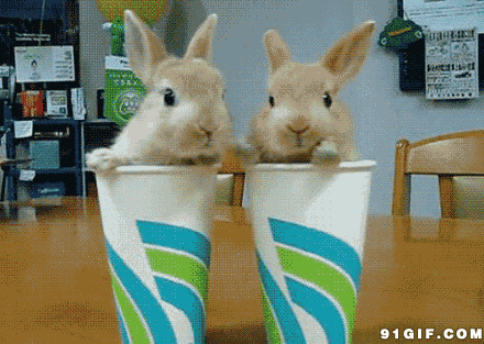 纸杯里的可爱小兔子图片:小兔子,动物