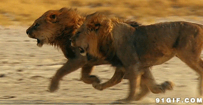 两只狂奔的狮子图片