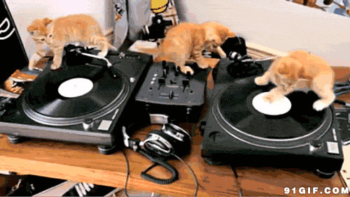 猫猫唱片机打转搞笑图片
