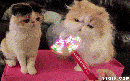 猫猫吹小风扇搞笑图片:猫猫,风扇