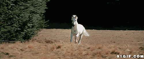 白色飞奔骏马视频图片