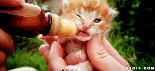 小猫猫喝奶图片