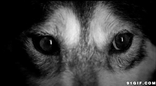 狼眼睛图片:狼,眼神
