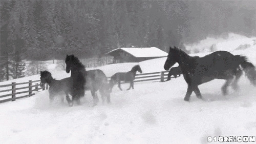 雪地中狂奔的黑色骏马图片