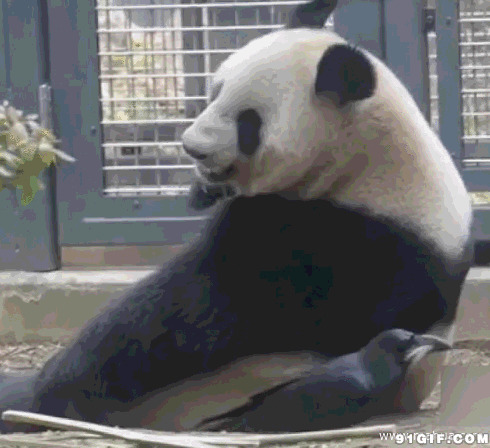 麻雀恶搞大熊猫图片