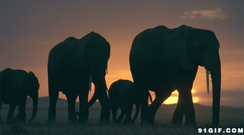 黄昏大象奔走图片:大象,唯美