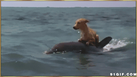 小狗狗冲浪图片