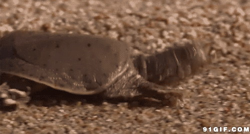 快速爬行的小乌龟图片:乌龟
