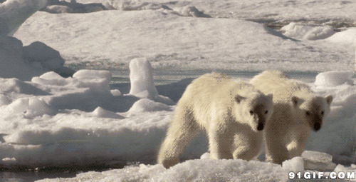 跳跃冰河的北极熊图片:北极熊,动物