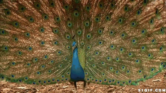 蓝色孔雀开屏动态图片:孔雀,动物