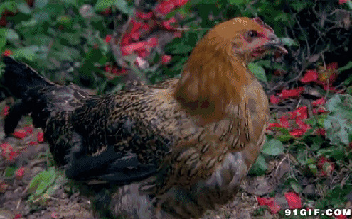 一只肥硕的母鸡图片