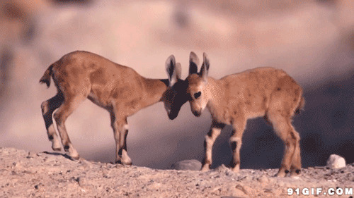 两只小羚羊顶角图片:羚羊,动物