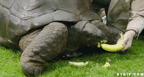 喂大海龟吃香蕉图片