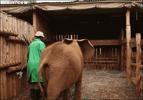 大象奶瓶喝奶图片:大象