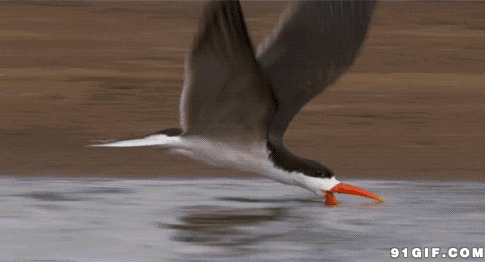 海鸥捉鱼视频图片:海鸥,捉鱼,天鹅