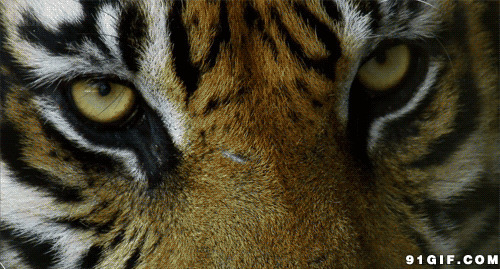 老虎眨动的眼睛动态图片