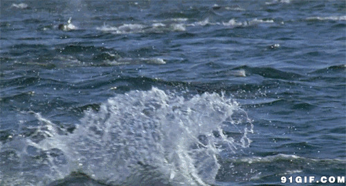 海洋翻滚的鲸鱼图片