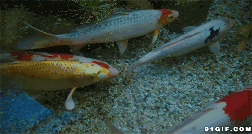 清澈池水流动锦鲤鱼图片:清澈,小鱼