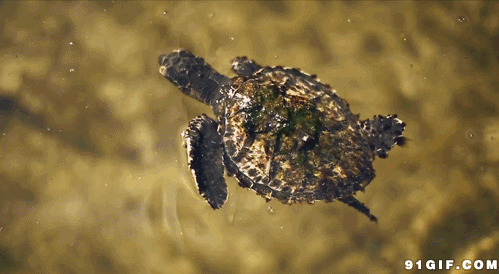 水里游泳小乌龟动态图片