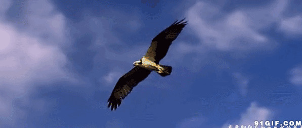 蓝天下的苍鹰动态图片:苍鹰,老鹰
