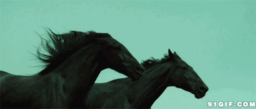 汗血宝马奔跑动态视频图片:汗血宝马,骏马