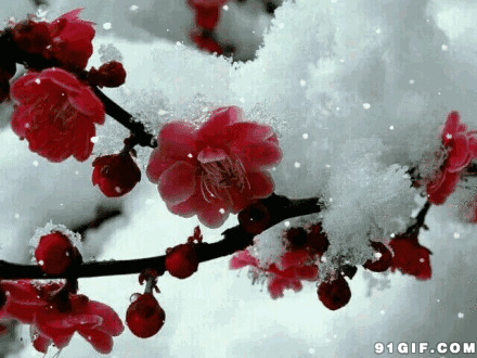 寒冬傲雪红梅动态图片