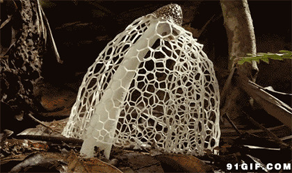 成长蘑菇撒出保护网图片:蘑菇,竹荪