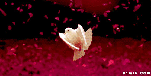 红色花瓣中飞舞的白鸽动态图片