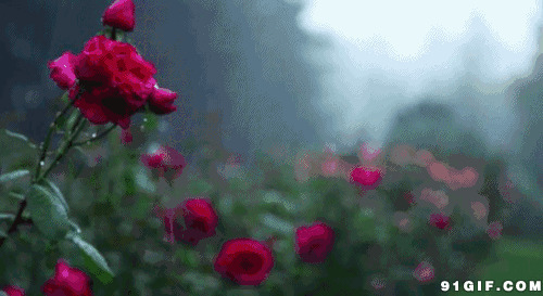 雨中的玫瑰图片