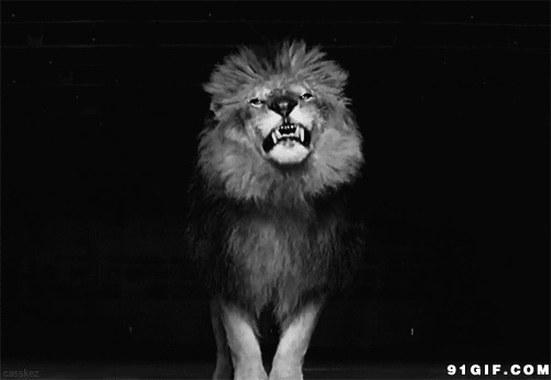 狮子张嘴图片:狮子