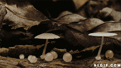 蘑菇生长动态图片:蘑菇,树叶
