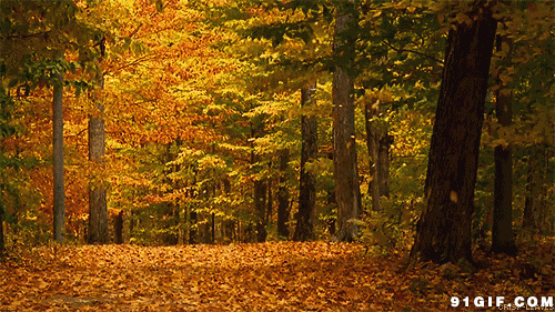 飘落红叶铺满山路唯美图片:树叶,唯美,落叶,黄叶