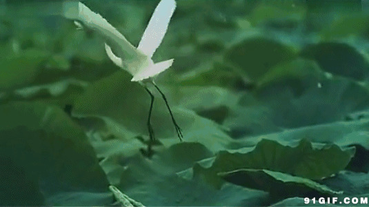白鹤展翅飞过荷塘图片:展翅,荷塘,荷叶