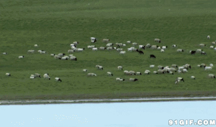 青青大草原的羊群图片